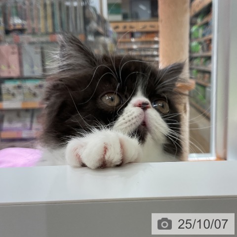 エキゾチックの写真