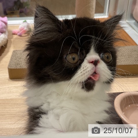 エキゾチックの写真