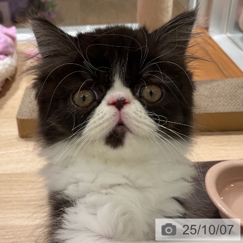 エキゾチックの写真