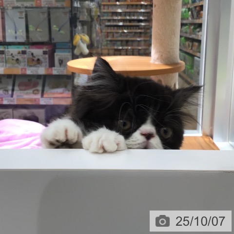 エキゾチックの写真