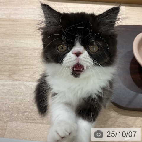 エキゾチックの写真