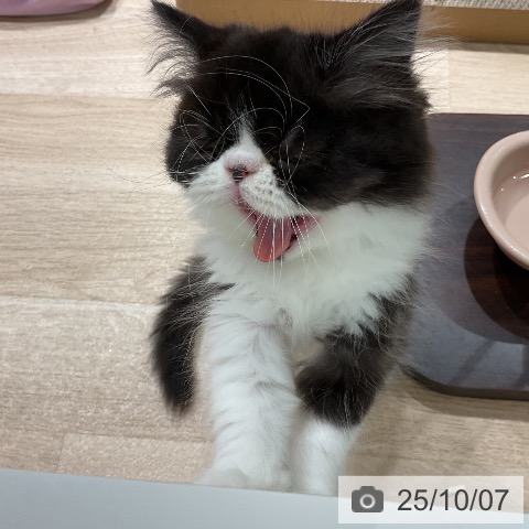 エキゾチックの写真
