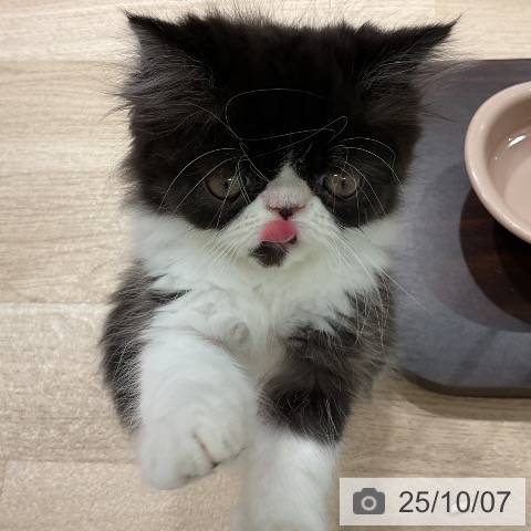 エキゾチックの写真