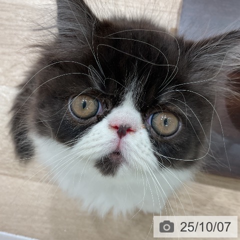 エキゾチックの写真