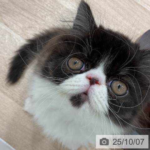 エキゾチックの写真
