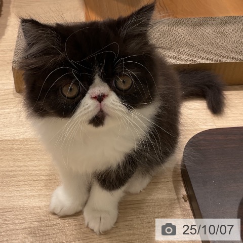 エキゾチックの写真