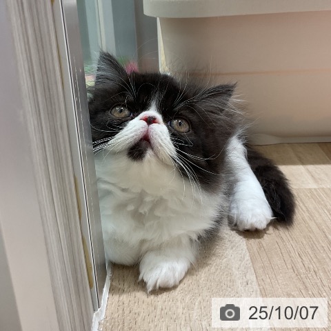 エキゾチックの写真
