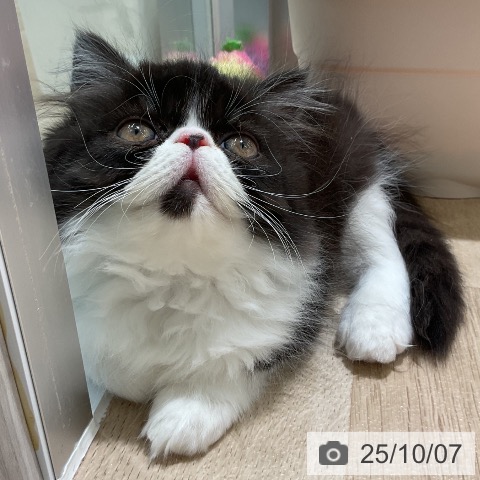 エキゾチックの写真