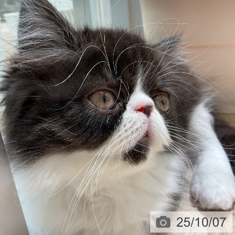 エキゾチックの写真