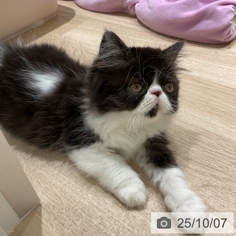 エキゾチックの写真