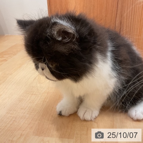 エキゾチックの写真