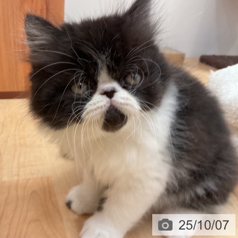 エキゾチックの写真