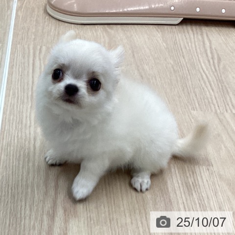 チワワの写真