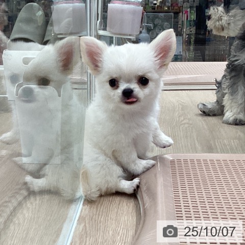 チワワの写真
