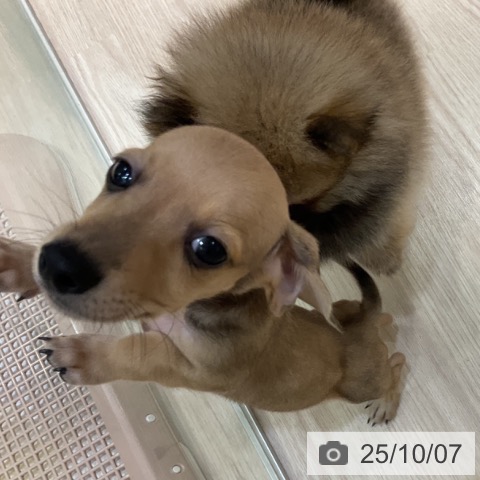 ミニチュア・ダックスフンドの写真