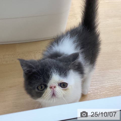 エキゾチックの写真