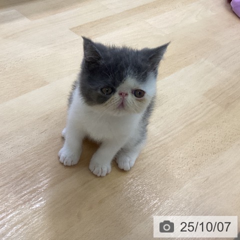 エキゾチックの写真
