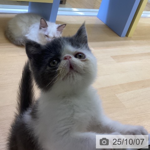 エキゾチックの写真