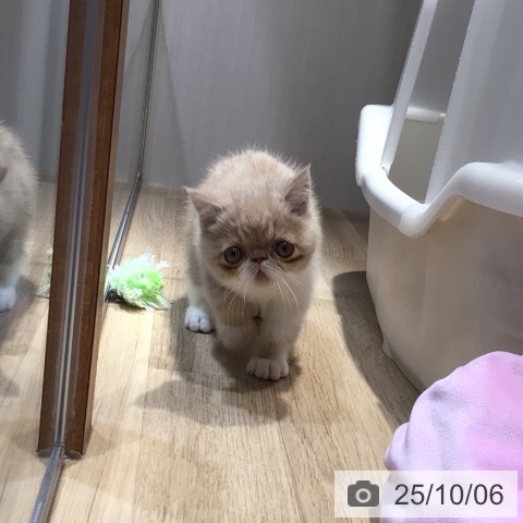 エキゾチックの写真