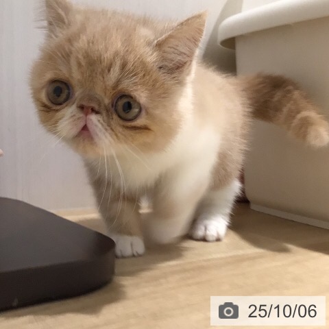 エキゾチックの写真