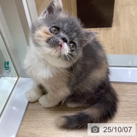 エキゾチックの写真