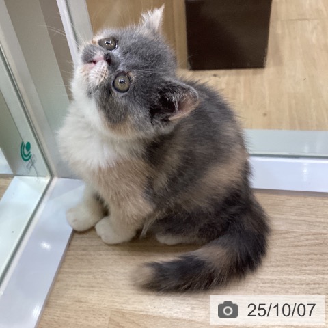 エキゾチックの写真
