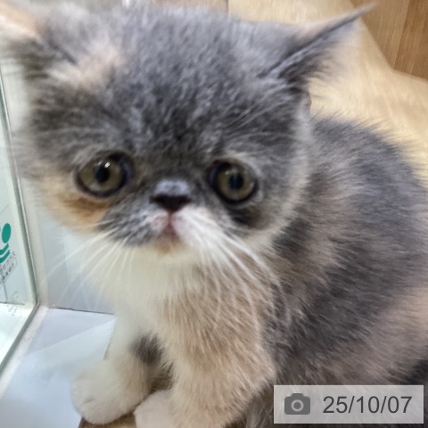 エキゾチックの写真