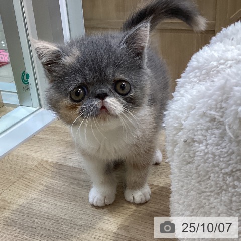 エキゾチックの写真