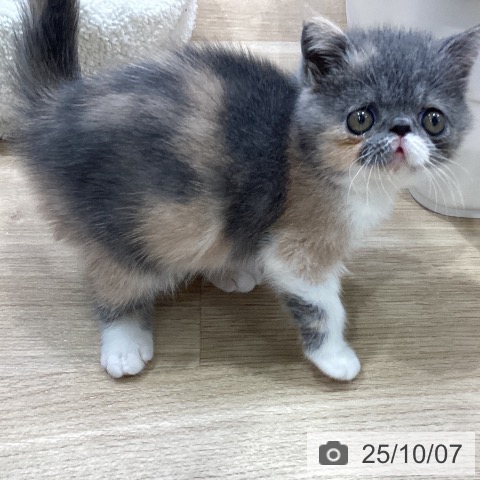 エキゾチックの写真