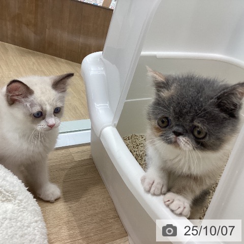 エキゾチックの写真