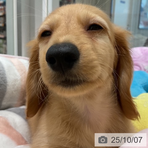 ミニチュア・ダックスフンドの写真