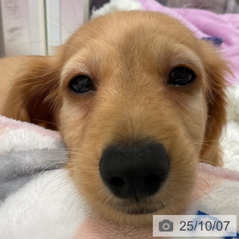 ミニチュア・ダックスフンドの写真