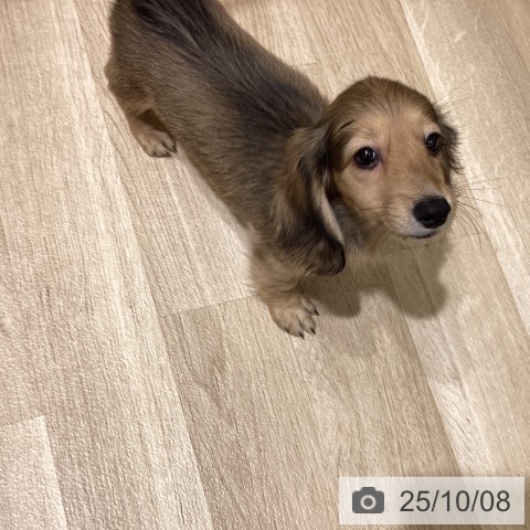 ミニチュア・ダックスフンドの写真