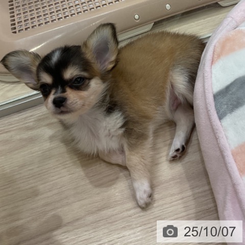 チワワの写真