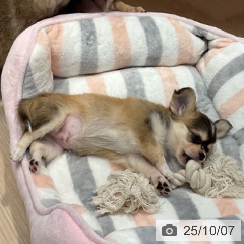 チワワの写真
