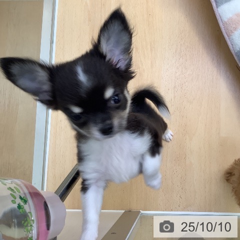 チワワの写真