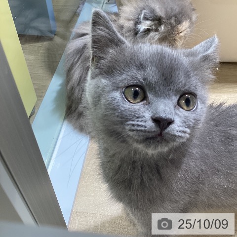ブリティッシュショートヘアの写真