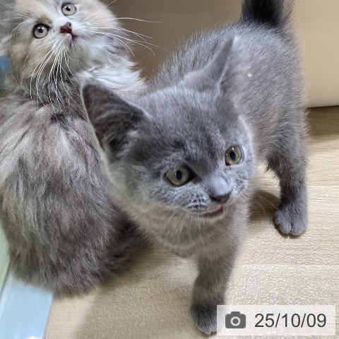 ブリティッシュショートヘアの写真