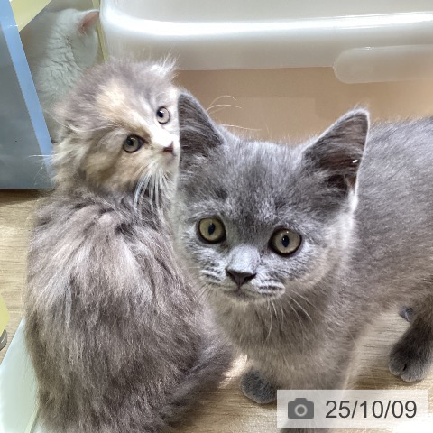 ブリティッシュショートヘアの写真