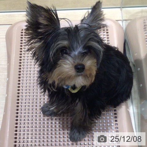 神奈川県のヨークシャーテリア (ペットプラス 川崎ルフロン店/2025年8月1日生まれ/男の子/スチールブルータン)の子犬の4枚目の画像