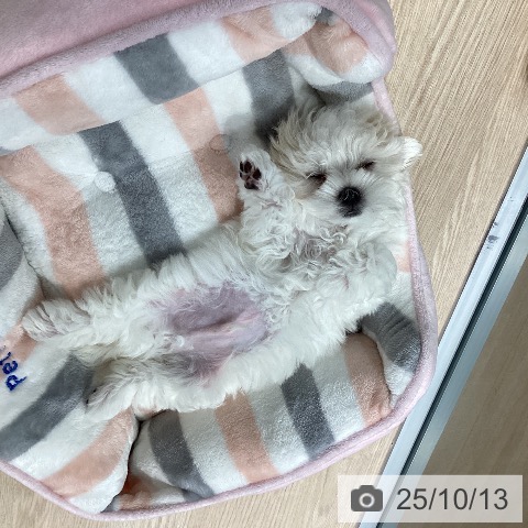 マルチーズの写真