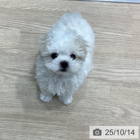 マルチーズの写真