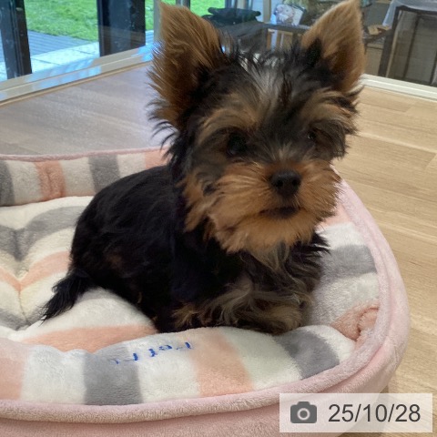 ヨークシャー・テリアの写真