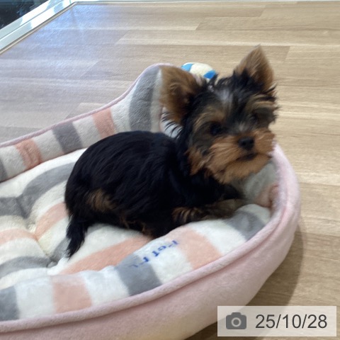 ヨークシャー・テリアの写真