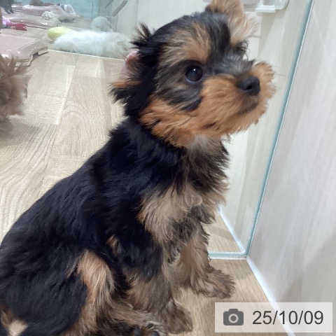 ヨークシャー・テリアの写真