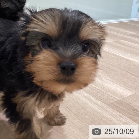 ヨークシャー・テリアの写真