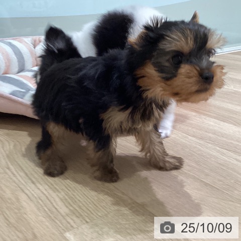 ヨークシャー・テリアの写真