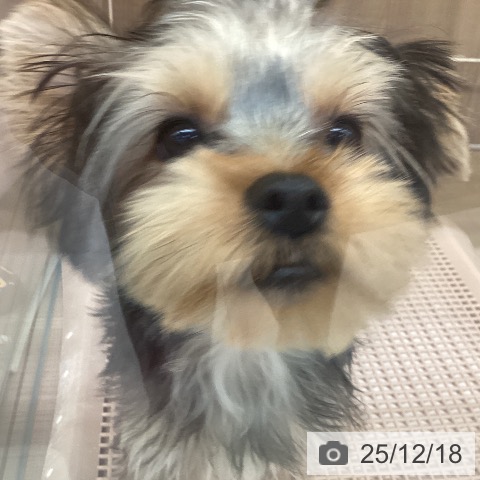 神奈川県のヨークシャーテリア (ペッツワン 横須賀久里浜店/2025年8月8日生まれ/男の子/スチールブルータン)の子犬の4枚目の画像