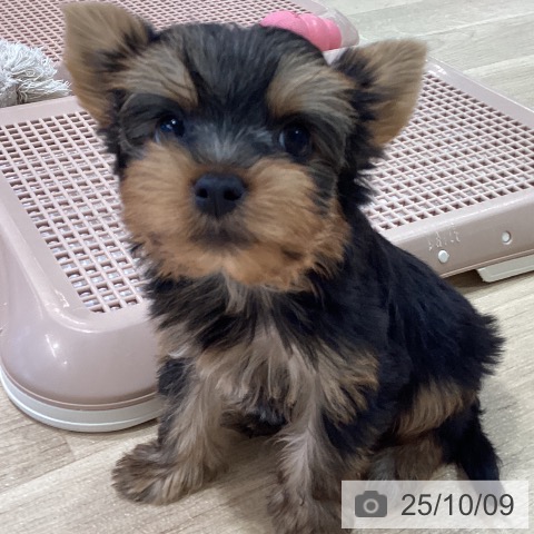 ヨークシャー・テリアの写真