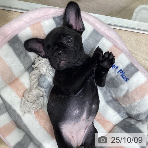 フレンチ・ブルドッグの写真